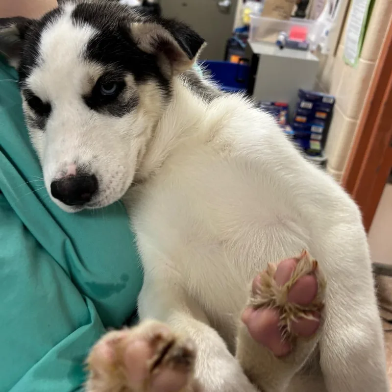 A baby small-sized male Gray / Blue / Silver Husky dog named Max for adoption in Springfield, MA