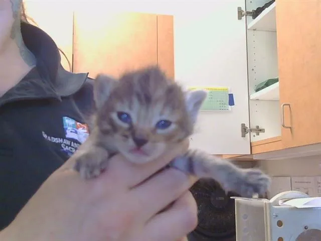 A baby small-sized female Domestic Medium Hair cat named Ginger for adoption in Sacramento, CA
