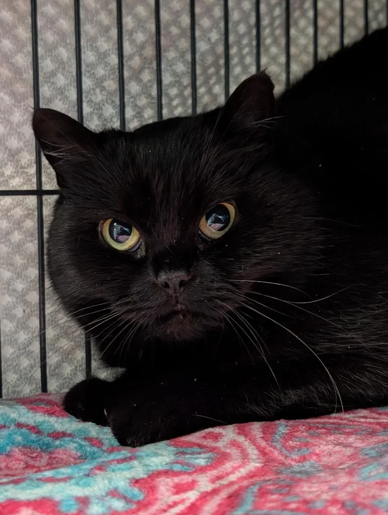 Stella Sue thumbnail 2