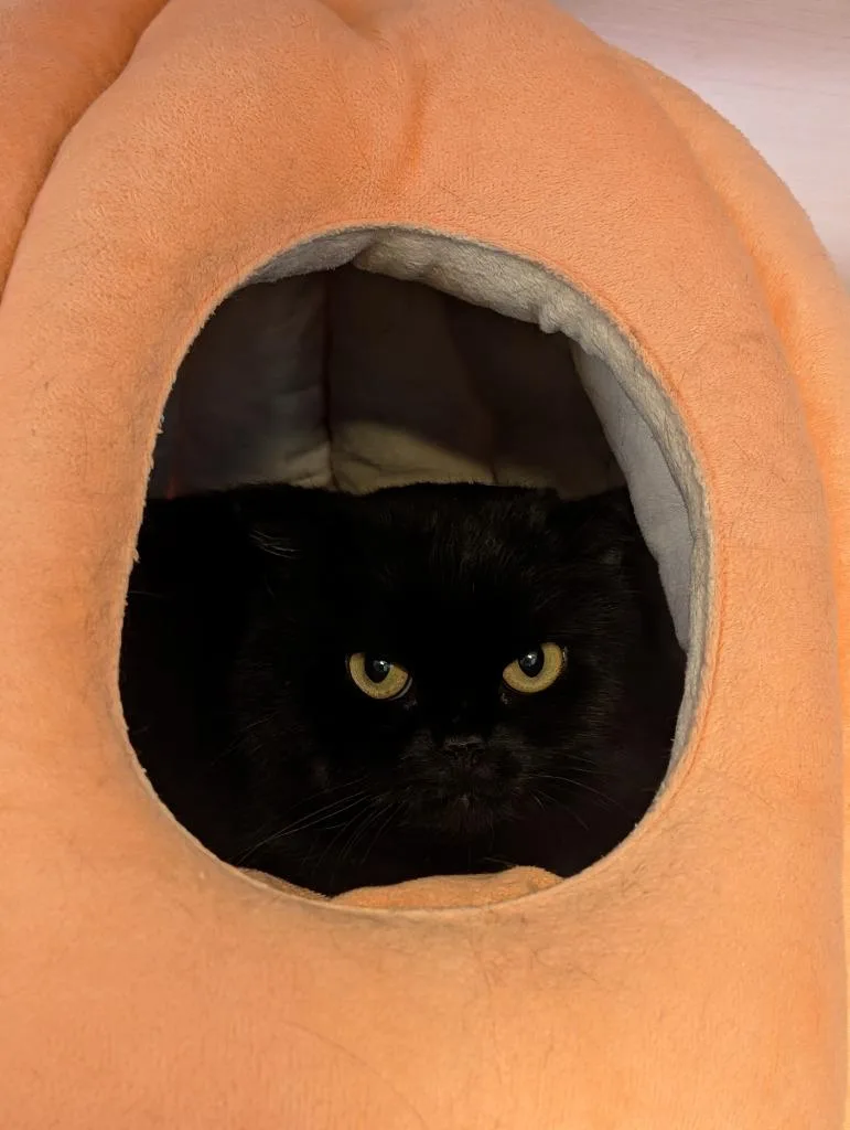 Stella Sue thumbnail 3