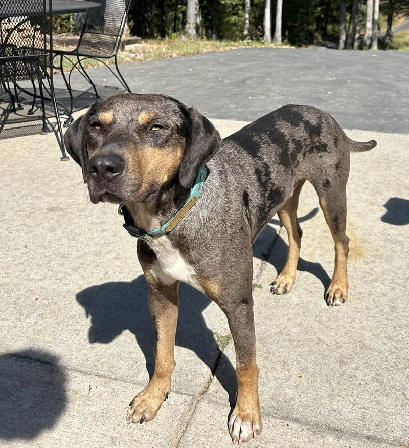 A young large-sized male Merle (Blue) Catahoula Leopard Dog dog named Beans for adoption in Piney Flats, TN