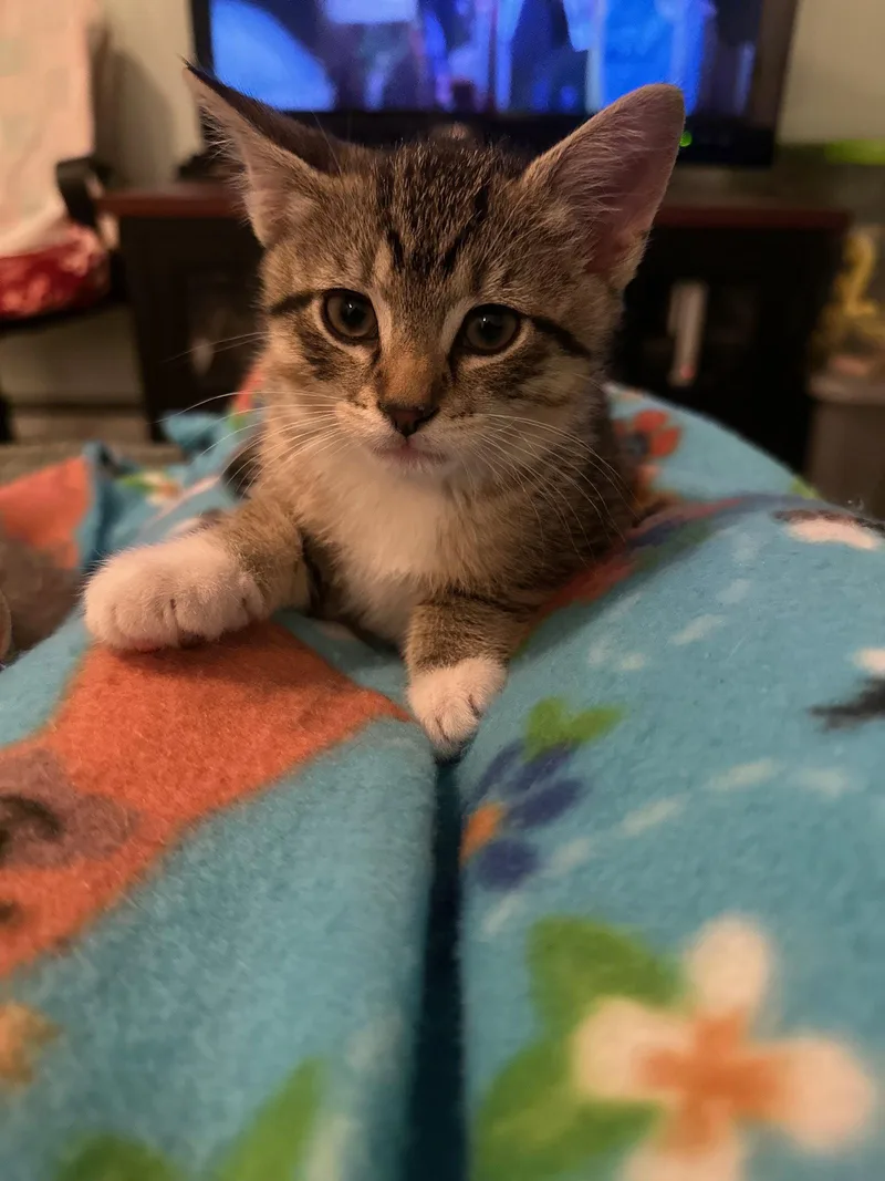 An adult medium-sized male Domestic Short Hair cat named Oliver Rps for adoption in Rockaway, NJ