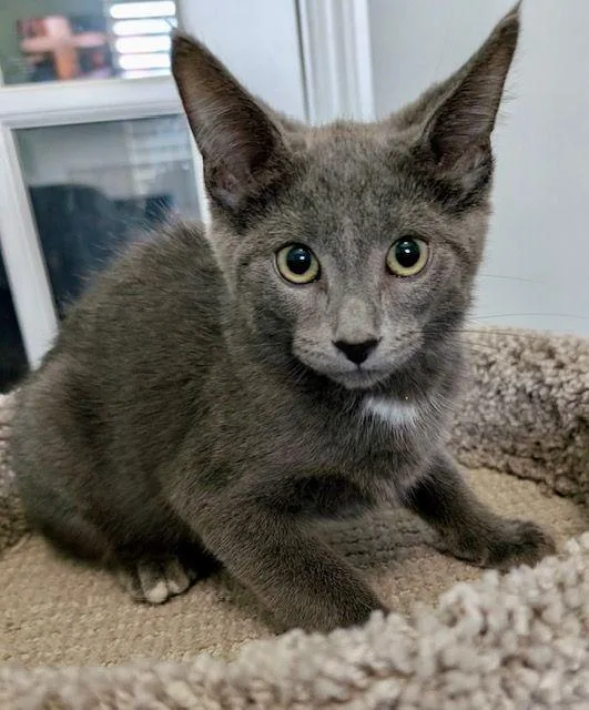A baby medium-sized male Gray / Blue / Silver Domestic Short Hair cat named Tim Horton for adoption in Lake Orion, MI