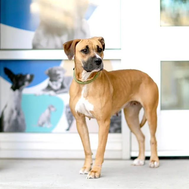 A young medium-sized female Rhodesian Ridgeback dog named Hannah for adoption in Albuquerque, NM