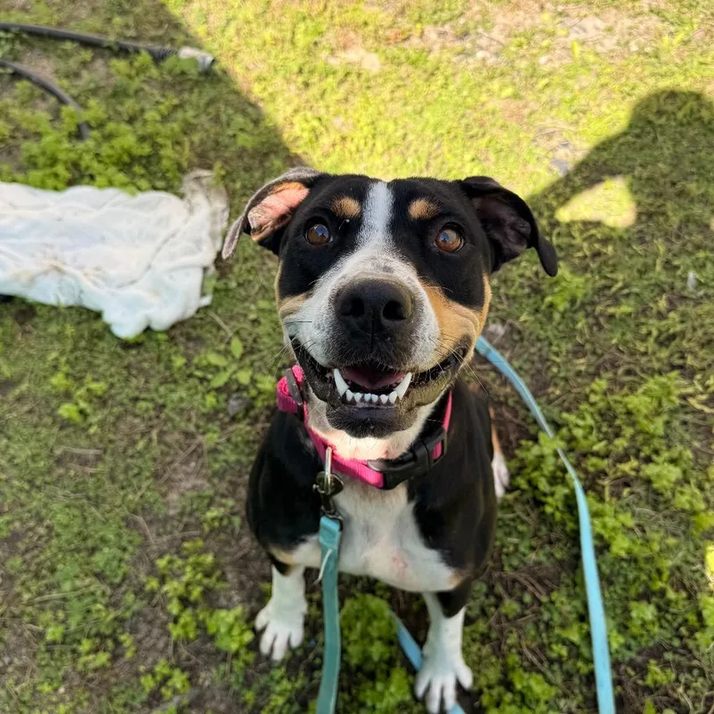 An adult medium-sized female Black Mixed Breed dog named Alberta for adoption in Naples, FL