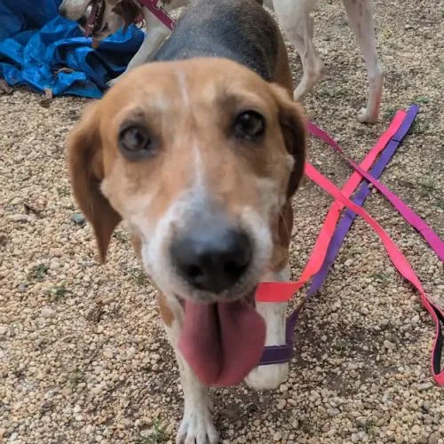 A young medium-sized female Tricolor (Brown, Black, & White) Hound dog named Evangeline for adoption in Washington DC, DC