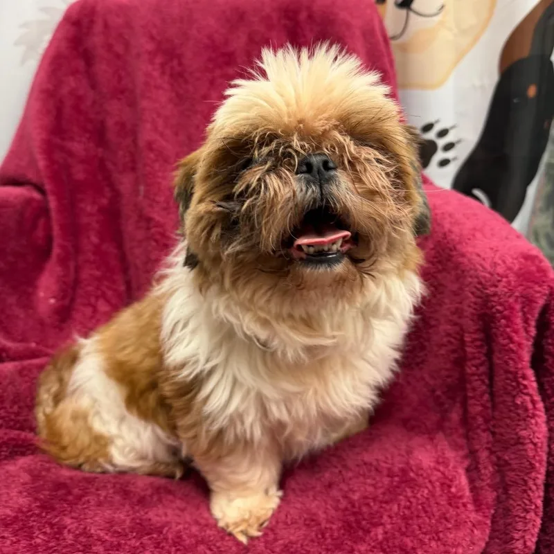 A senior small-sized female Brown / Chocolate Shih Tzu dog named Ruby for adoption in Uniontown, PA