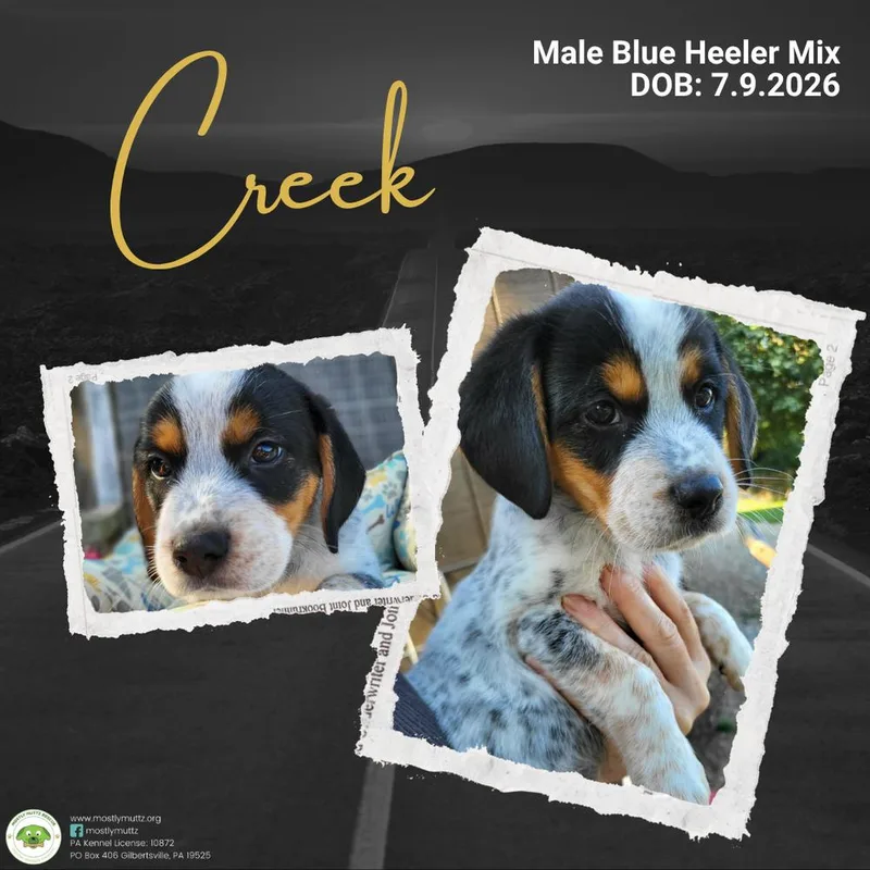 A baby medium-sized male Tricolor (Brown, Black, & White) Australian Cattle Dog / Blue Heeler dog named Creek for adoption in Pottstown, PA