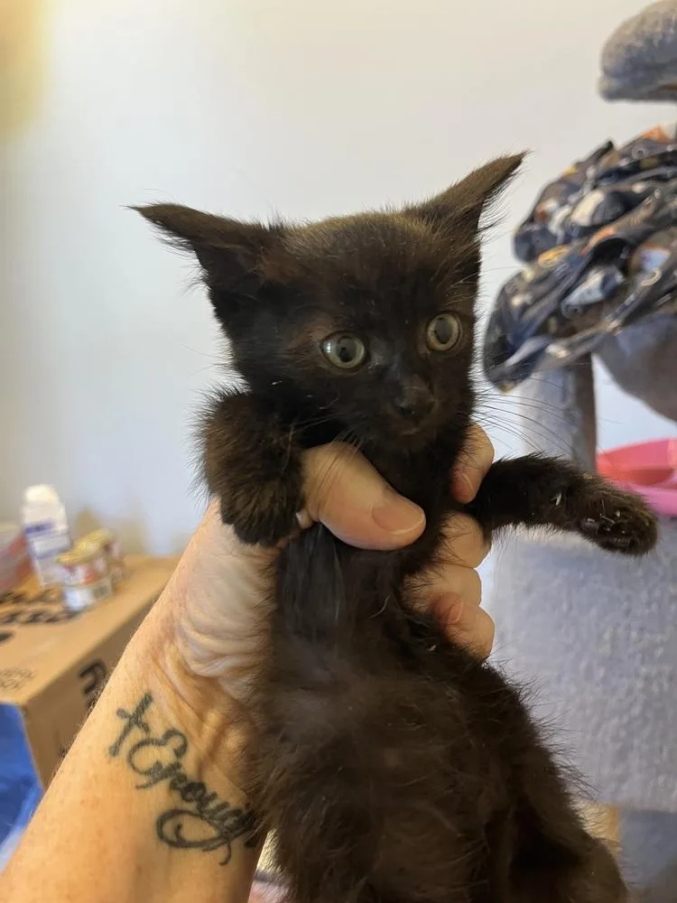 A baby small-sized female Black Domestic Short Hair cat named Teenie Turner for adoption in Emerald Isle, NC