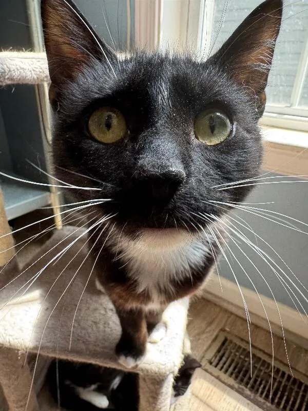 A baby medium-sized male Black Domestic Medium Hair cat named Pollywog for adoption in Colmar, PA