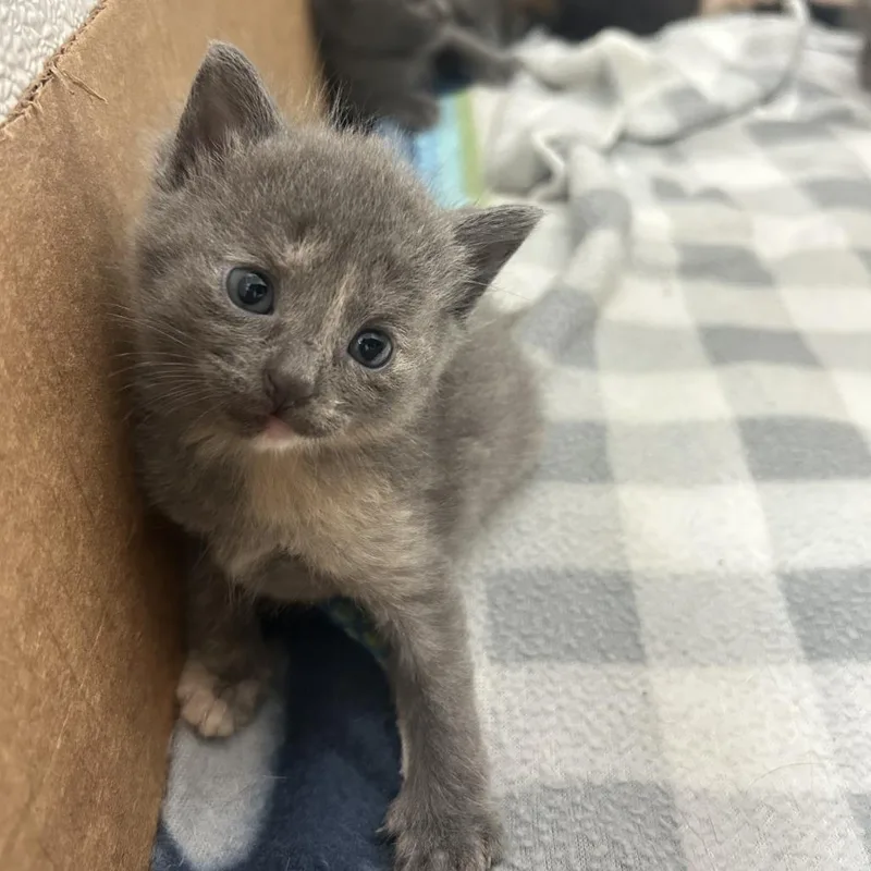 A baby small-sized female Gray / Blue / Silver Domestic Short Hair cat named Posie for adoption in St. Louis, MO