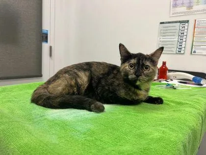A baby small-sized female Black Domestic Short Hair cat named Pacman Frog for adoption in Kansas City, MO