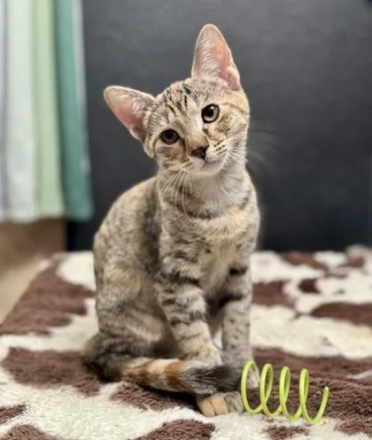 A baby small-sized female Domestic Short Hair cat named Malibu for adoption in Visalia, CA