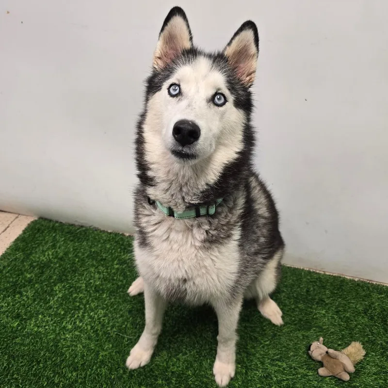 A senior medium-sized female Black Husky dog named Hoonah for adoption in Columbia, MO