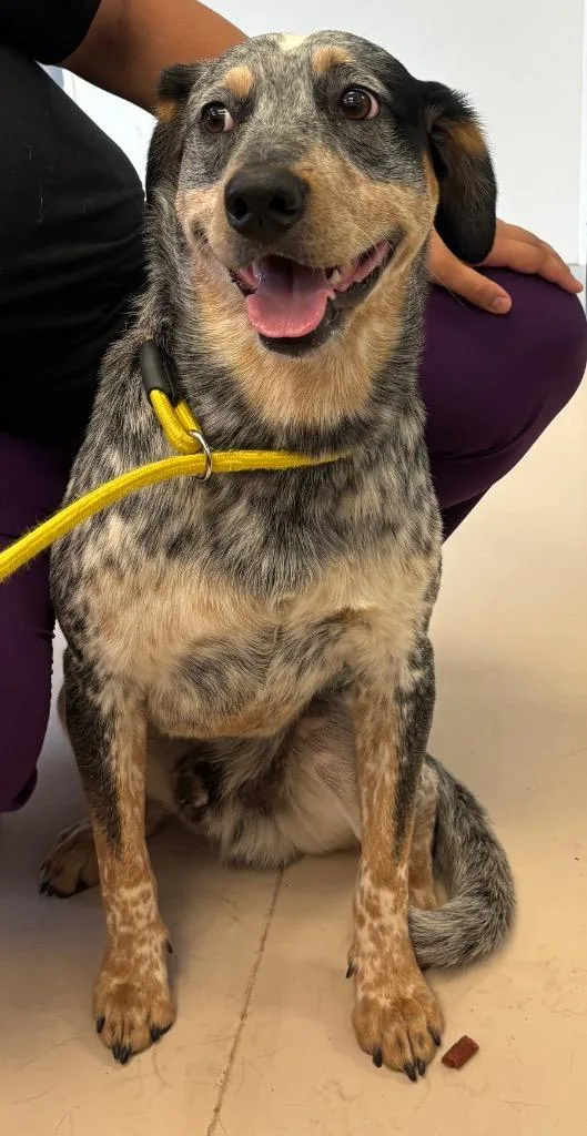 A young medium-sized male Australian Cattle Dog / Blue Heeler dog named Steven for adoption in Belton, TX
