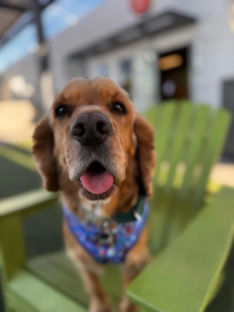 A young medium-sized female Cocker Spaniel dog named VLuna for adoption in Gilbert, AZ