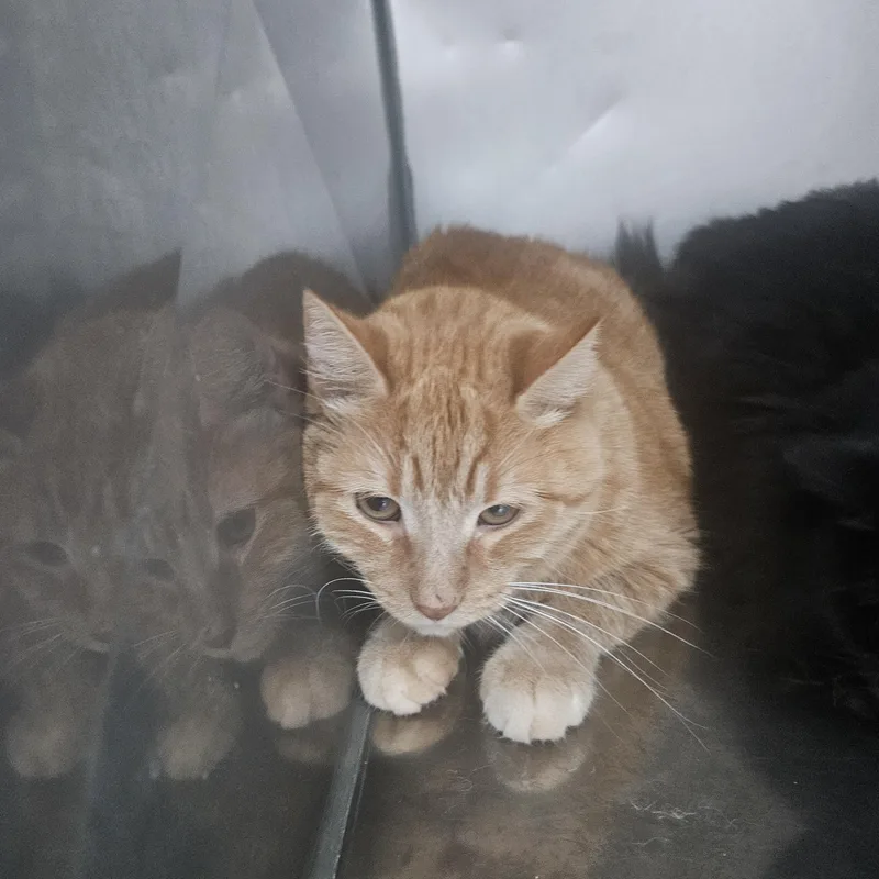 An adult large-sized male Orange / Red Domestic Short Hair cat named Horace for adoption in Fall River, MA