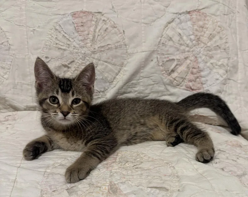 A baby medium-sized female Domestic Short Hair cat named Mink for adoption in Walled Lake, MI