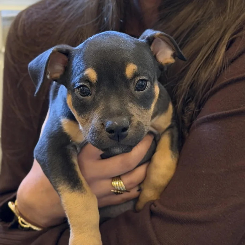 A baby medium-sized male Pit Bull Terrier dog named Sicily for adoption in Columbia, SC