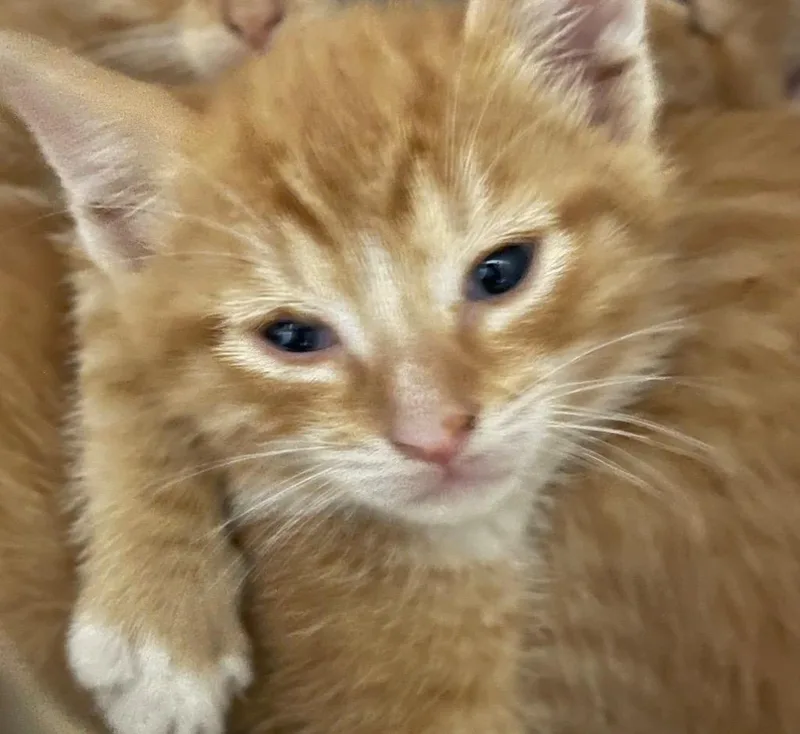 A baby small-sized female Domestic Short Hair cat named Claire for adoption in Henderson, NC