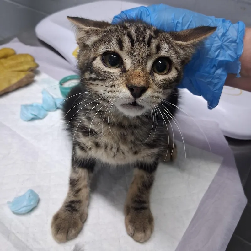 A baby small-sized male Brown / Chocolate Domestic Short Hair cat named Elijah for adoption in Summerville, SC