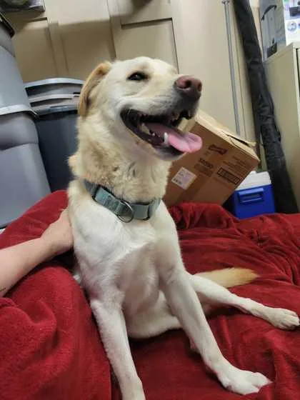 A young medium-sized female Yellow / Tan / Blond / Fawn Retriever dog named Bagheera for adoption in Fernandina Beach, FL