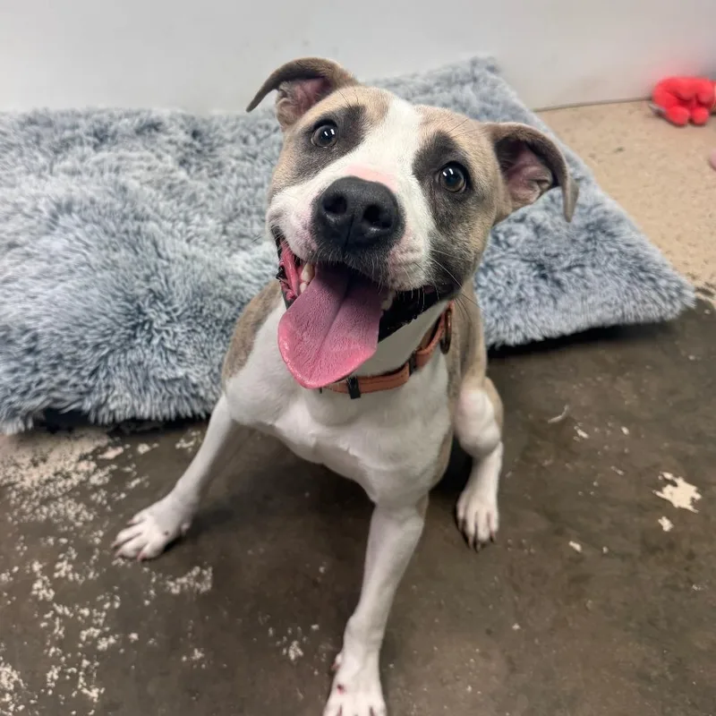 A young medium-sized male Yellow / Tan / Blond / Fawn Pit Bull Terrier dog named Callum for adoption in Columbia, MO