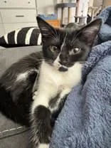 A baby medium-sized female Black Domestic Short Hair cat named Myrtle for adoption in Newport, KY