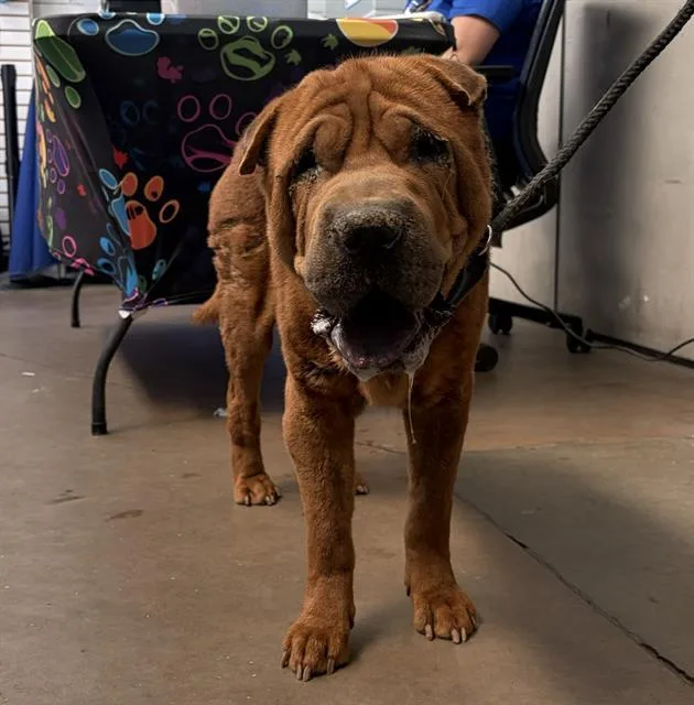 An adult large-sized male Mixed Breed dog named Yeller for adoption in Dallas, TX