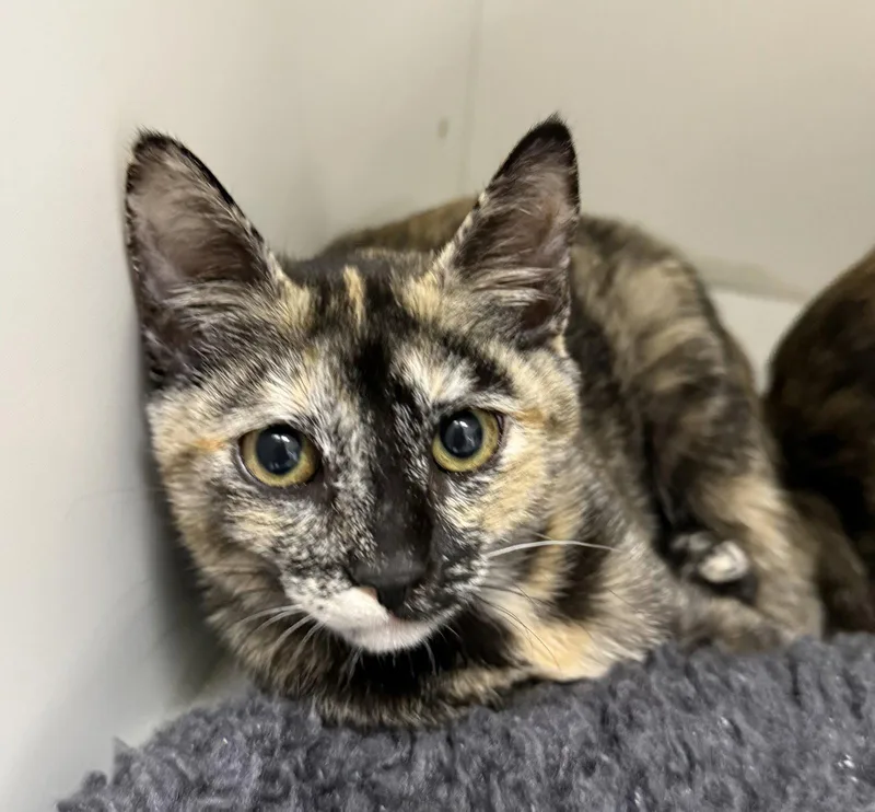 A young medium-sized female Domestic Short Hair cat named DLite for adoption in Satellite Beach, FL