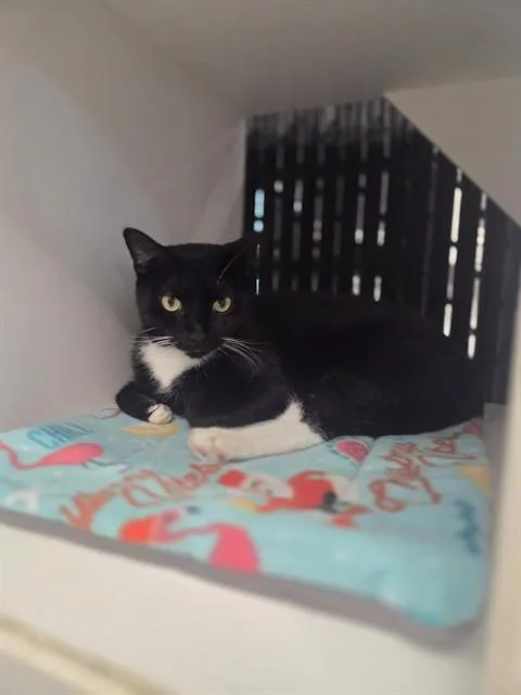 An adult large-sized male Domestic Short Hair cat named Lucky Star for adoption in Palmetto, FL