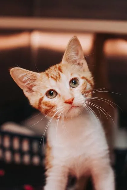 A young small-sized male Domestic Short Hair cat named a ArtiePetSmart West Ashley for adoption in North Charleston, SC