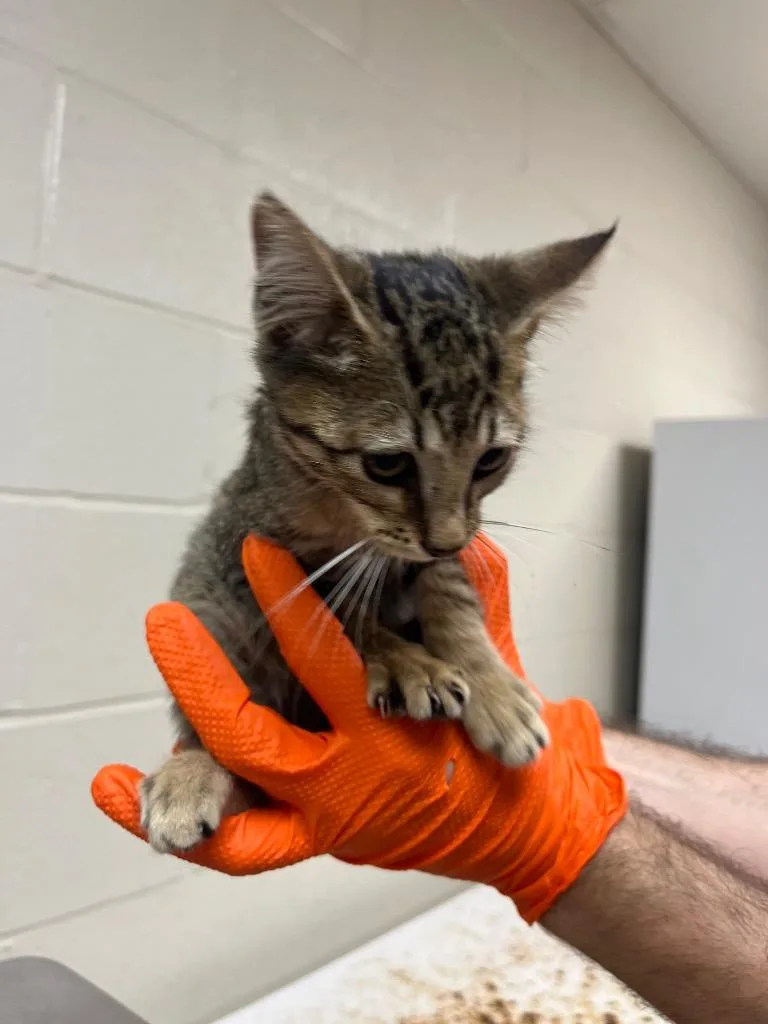 A baby large-sized female Domestic Short Hair cat named Wendy for adoption in Nacogdoches, TX