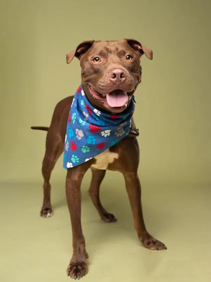 An adult large-sized male Pit Bull Terrier dog named Heath Bar for adoption in Atlanta, GA