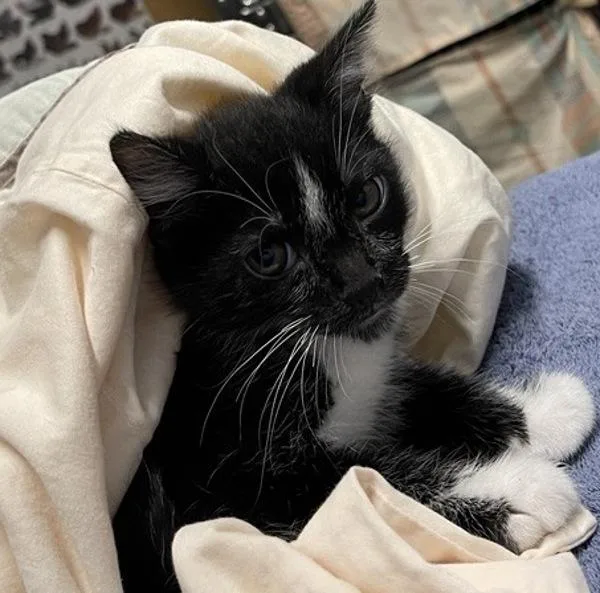 A baby small-sized male Domestic Short Hair cat named Sacramento for adoption in Escondido, CA