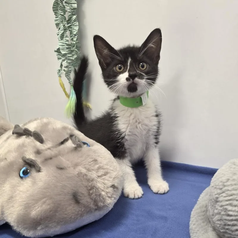 A baby small-sized male Black Domestic Short Hair cat named Giovanni for adoption in Fort Wayne, IN