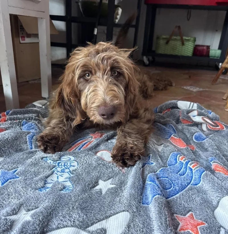 A young medium-sized female Brown / Chocolate Labradoodle dog named Mathilda for adoption in Brentwood, CA