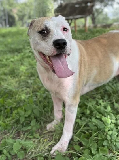 An adult large-sized female American Staffordshire Terrier dog named Anita for adoption in San Antonio, TX
