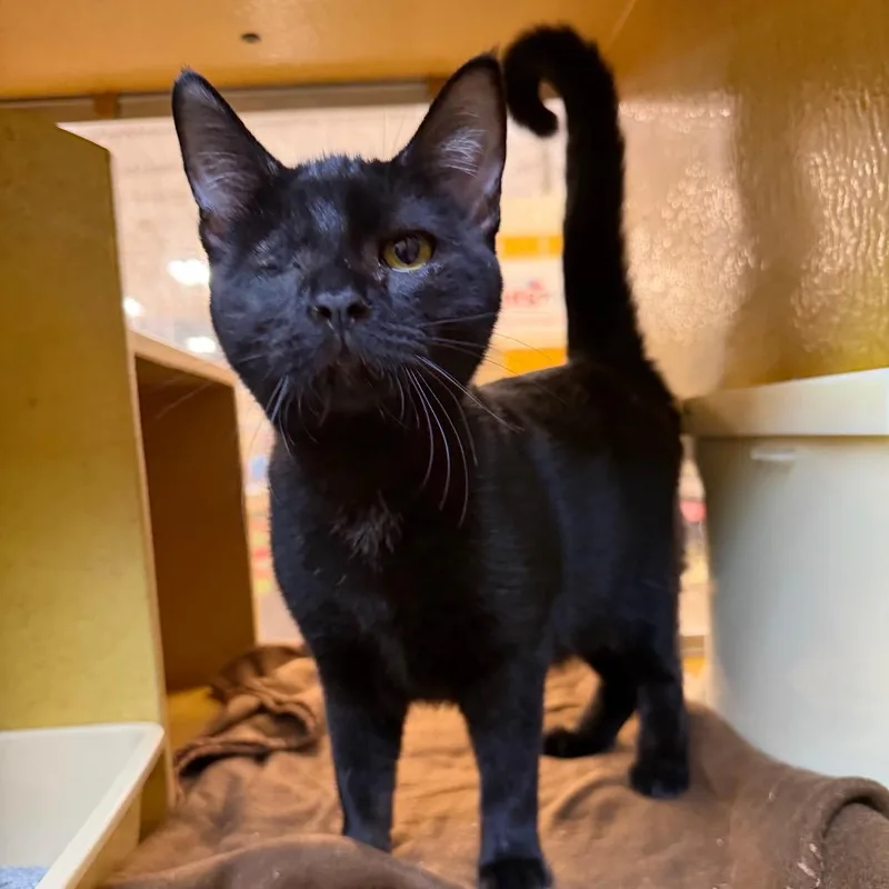 A young medium-sized female Domestic Short Hair cat named Lil Waaayne for adoption in San Antonio, TX