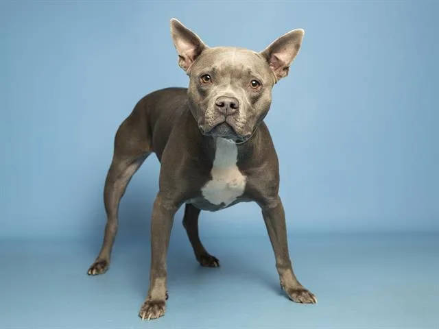 An adult medium-sized female Pit Bull Terrier dog named Payson for adoption in Phoenix, AZ