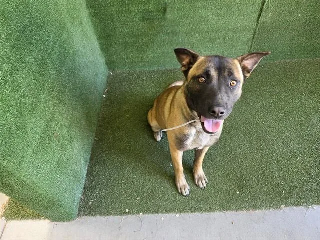 A young large-sized female Belgian Shepherd / Malinois dog named Rosanne for adoption in Lancaster, CA