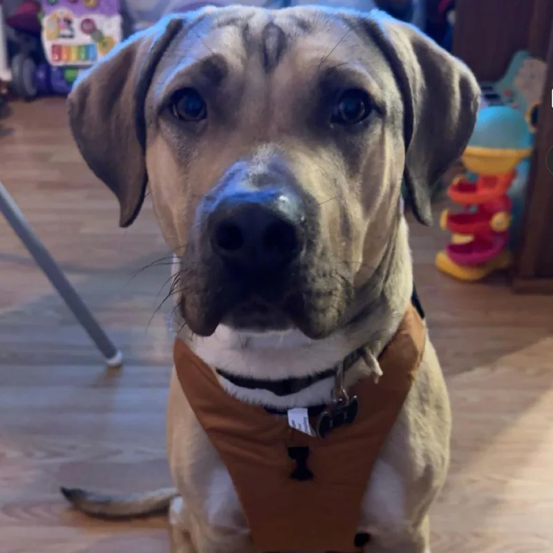 An adult small-sized male Yellow / Tan / Blond / Fawn Pit Bull Terrier dog named Bruno for adoption in Roanoke, VA