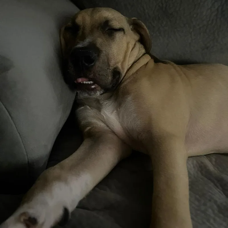 Bruno thumbnail 2