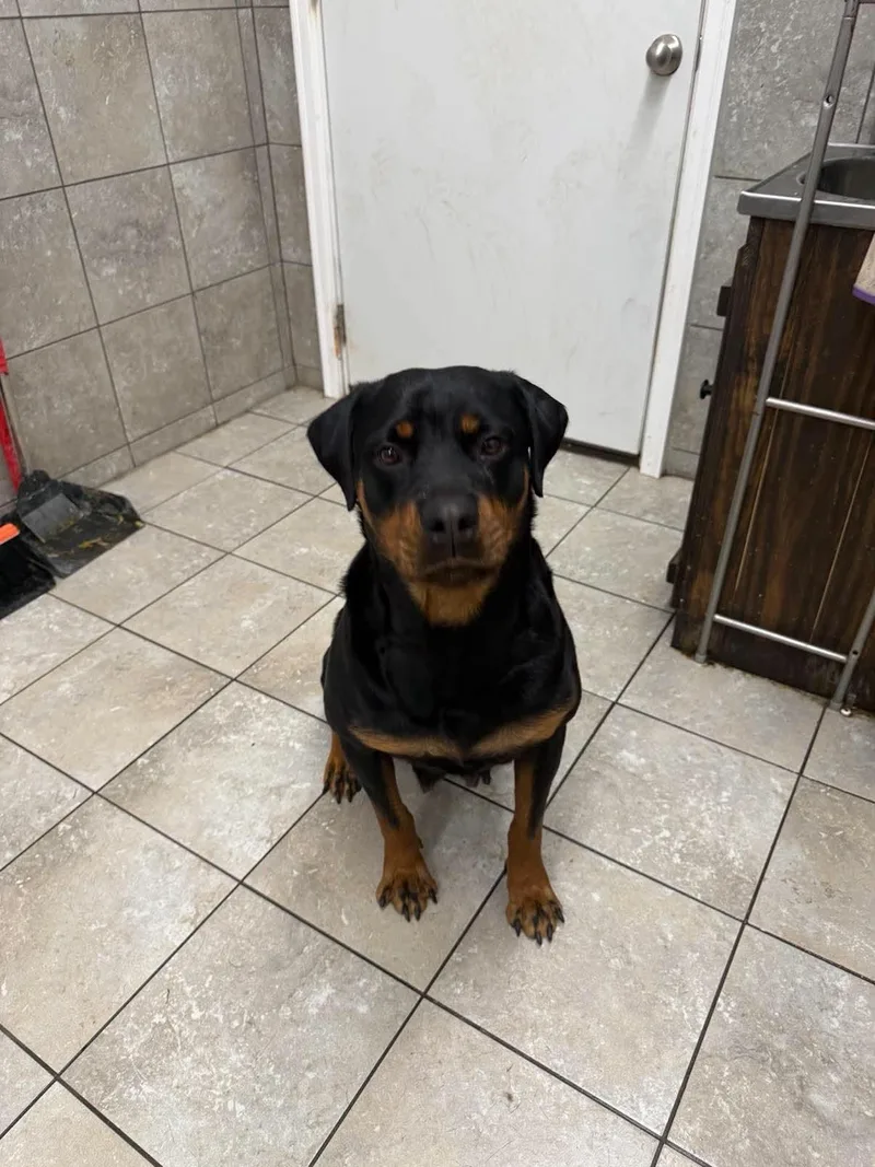 An adult medium-sized female Rottweiler dog named Caddie for adoption in Springhill, LA