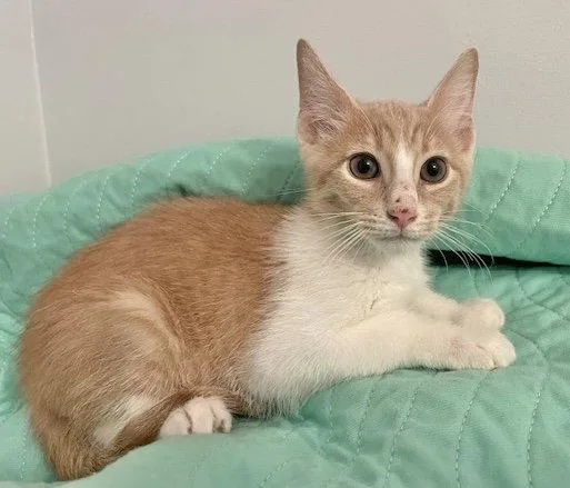 A baby medium-sized male Orange & White Domestic Short Hair cat named Konrad and Kelly for adoption in Shawnee, KS