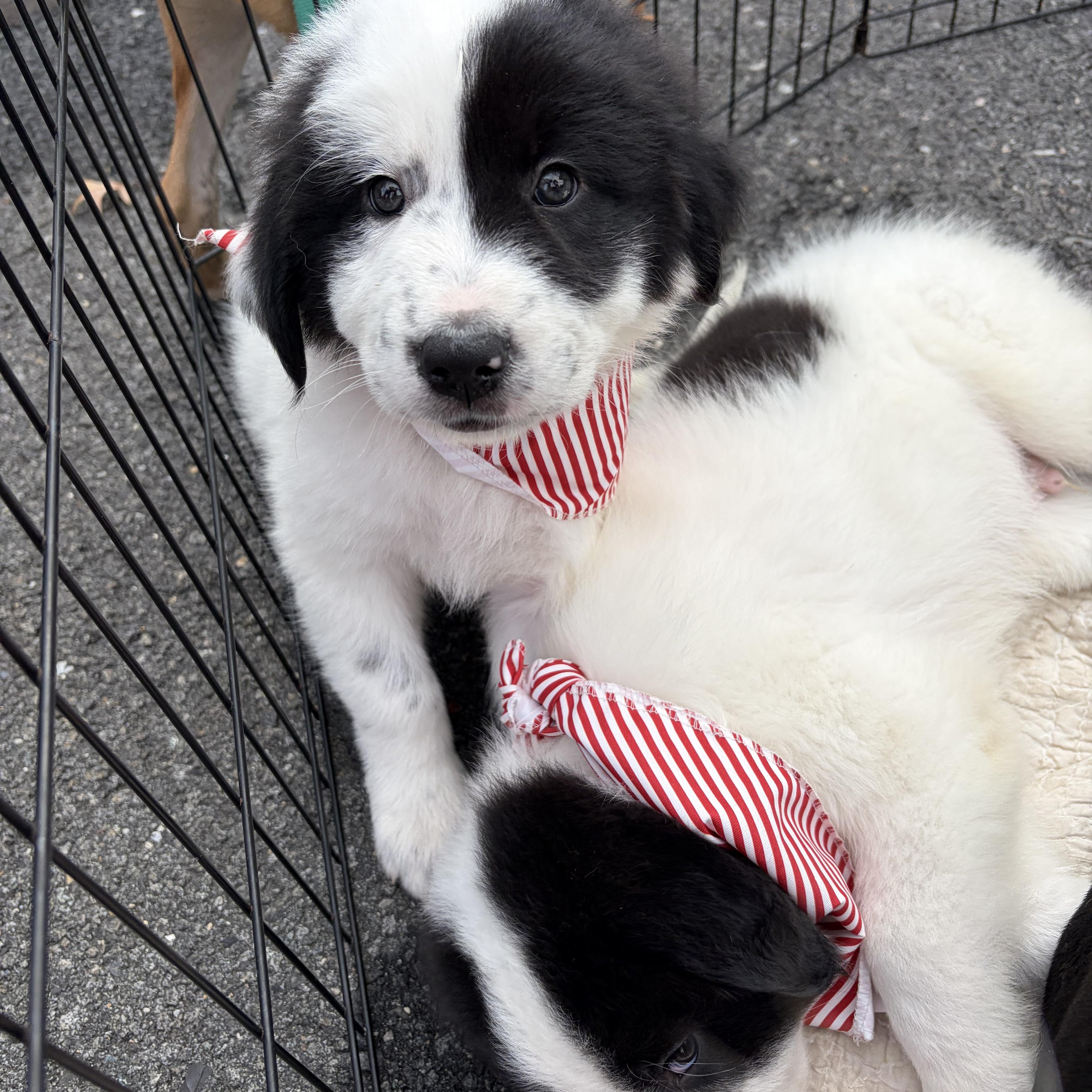 A baby large-sized male Great Pyrenees dog named Wonton for adoption in High View, WV