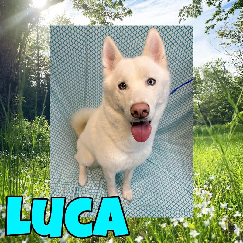 Luca