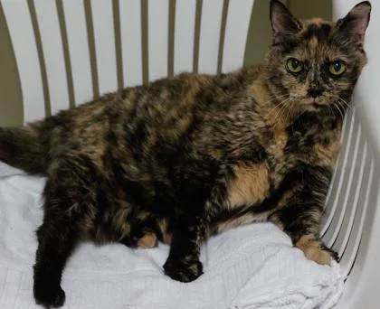 A senior medium-sized female Domestic Medium Hair cat named Cali for adoption in Baraboo, WI