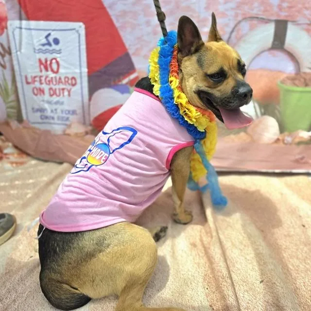 An adult medium-sized female Pit Bull Terrier dog named Lil May for adoption in Long Beach, CA
