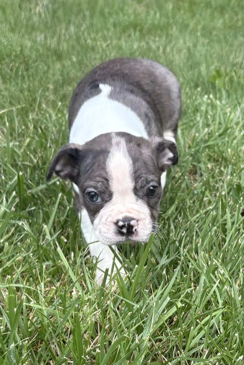 A baby small-sized male Merle (Blue) Boston Terrier dog named Cooper for adoption in Chesterfield, MI